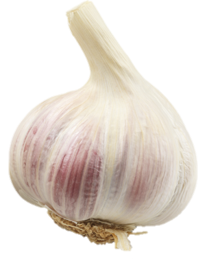 Garlic-22