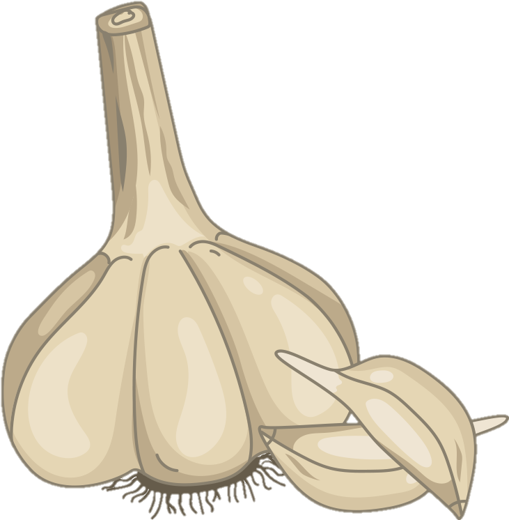 Garlic Clipart Png