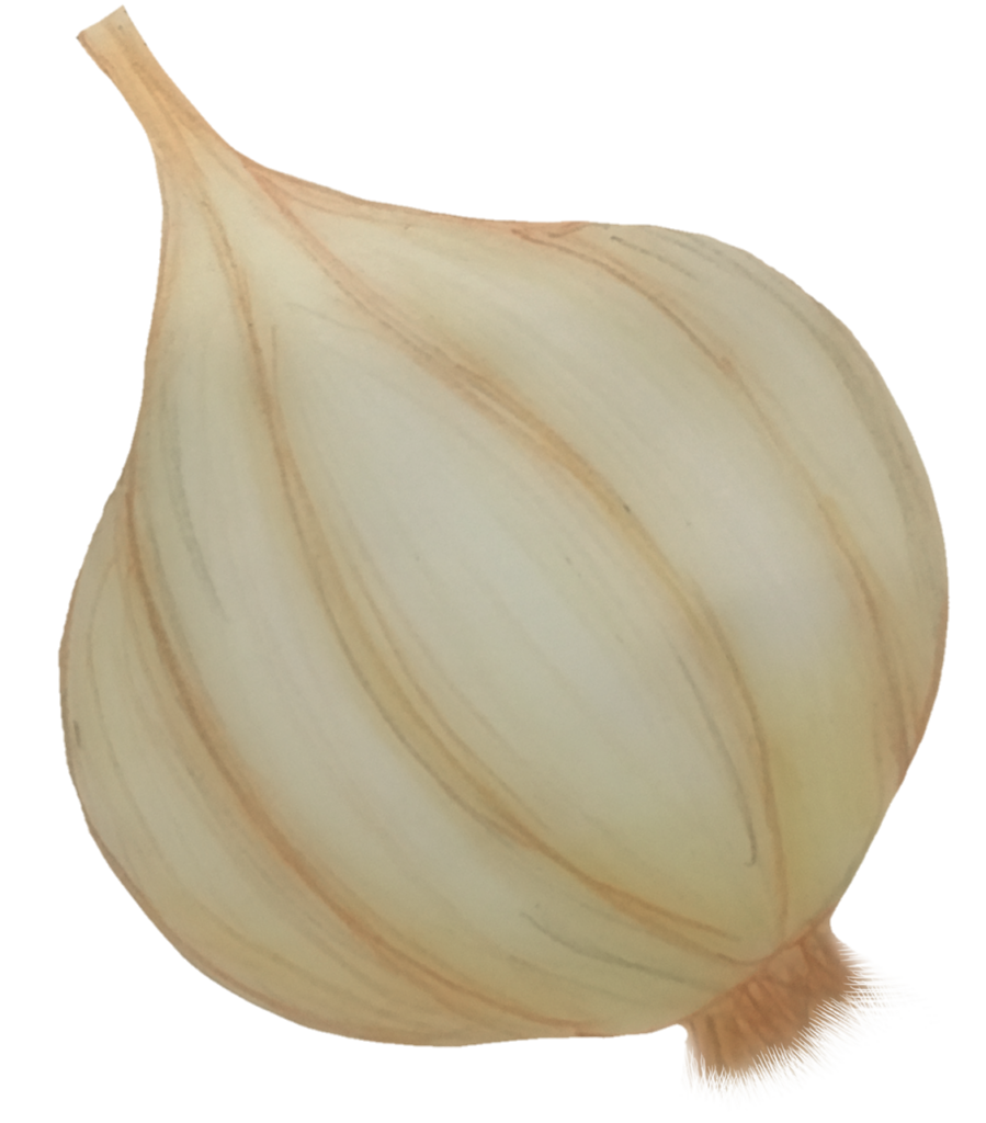 Garlic Art png 