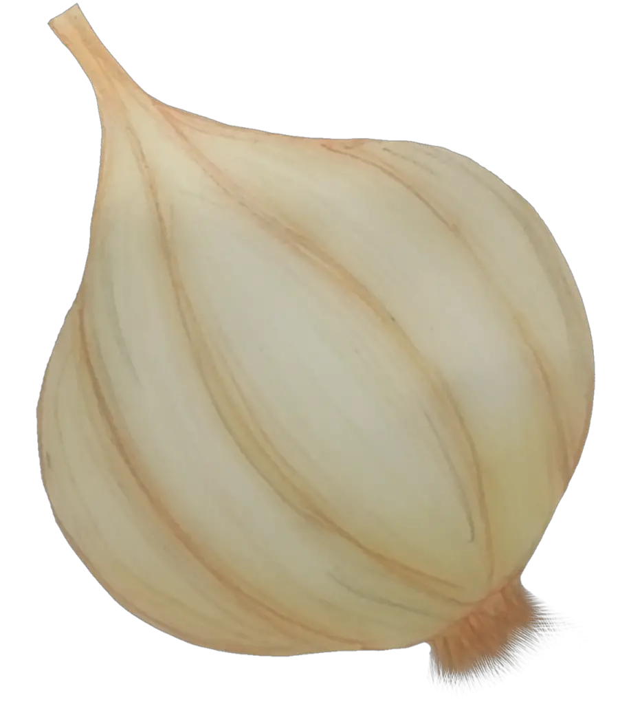 Garlic Art png 