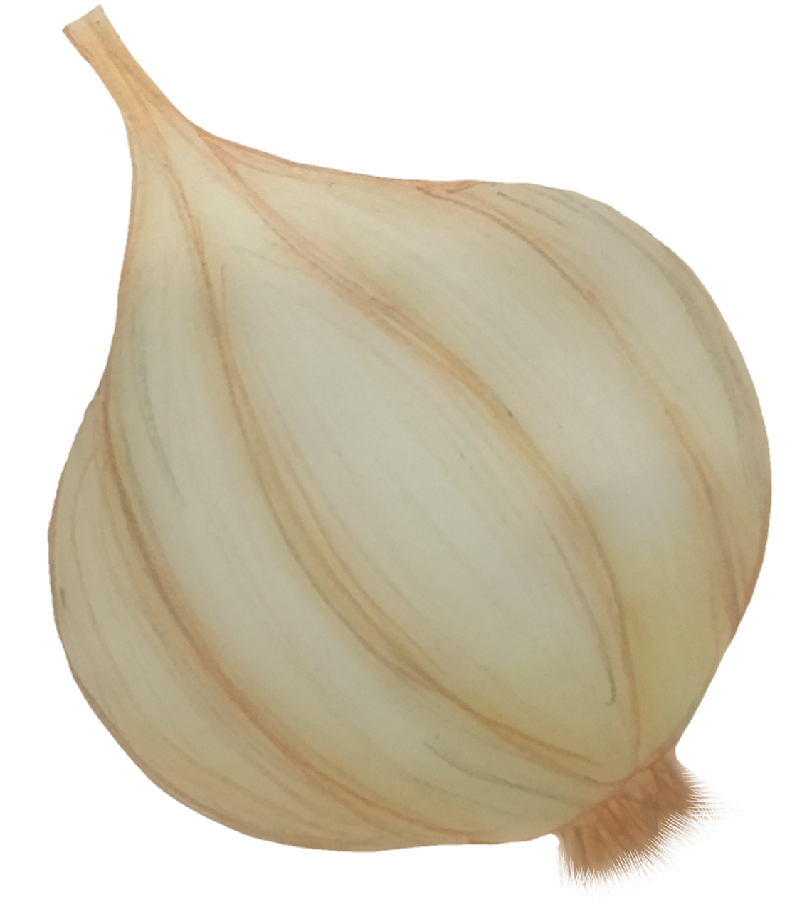 Garlic-24
