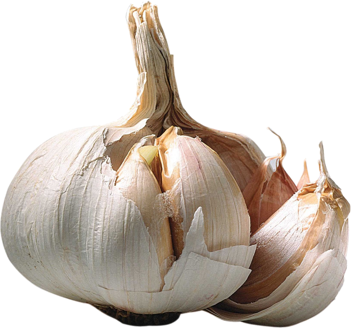 Garlic-27