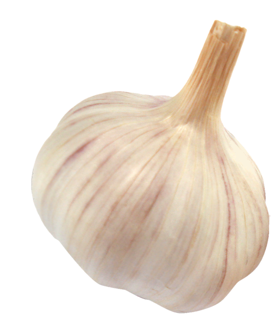 Garlic-28
