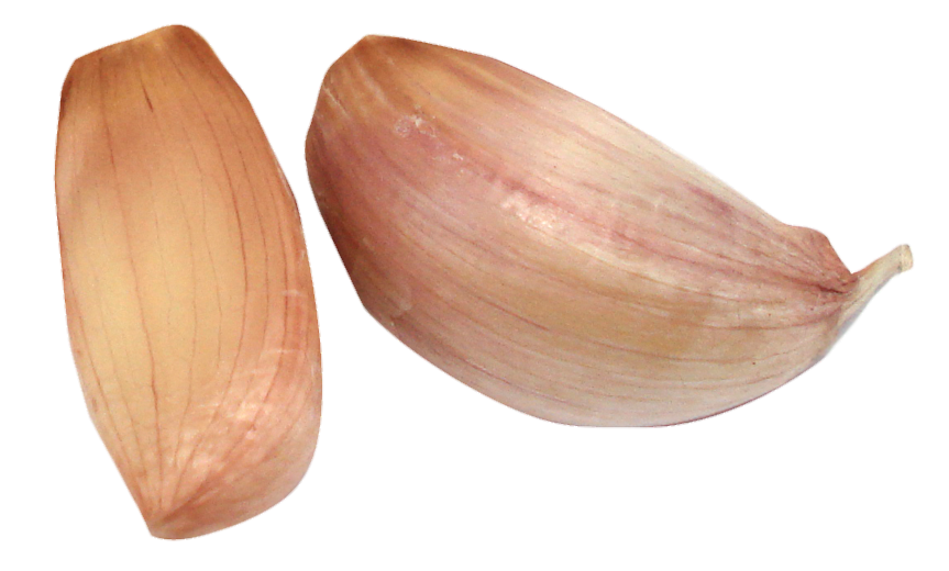 Garlic Clove png 