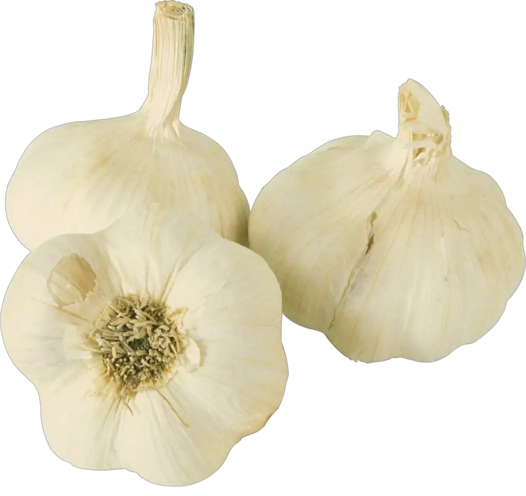 garlic png