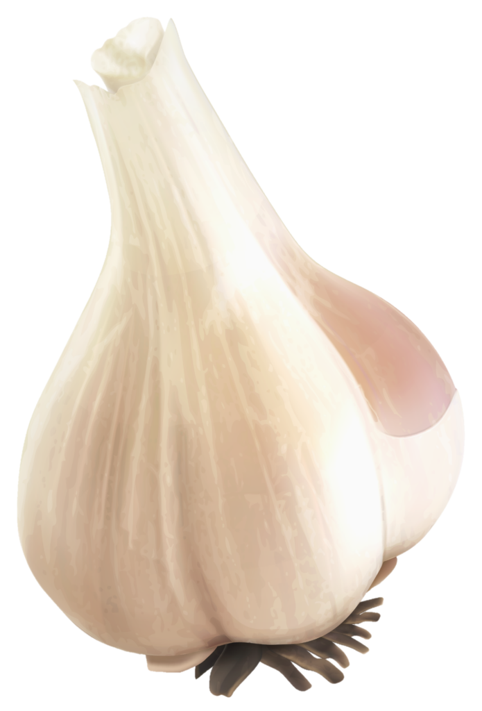 Garlic Clipart png 