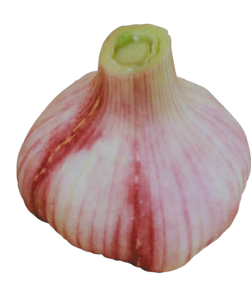 Fresh Garlic Png