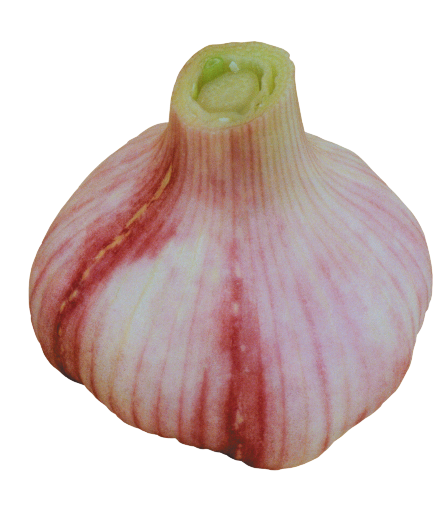 Garlic-5