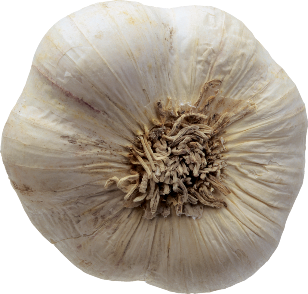 Single Garlic Png