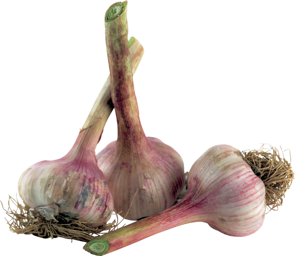 Garlic Vegetable Png