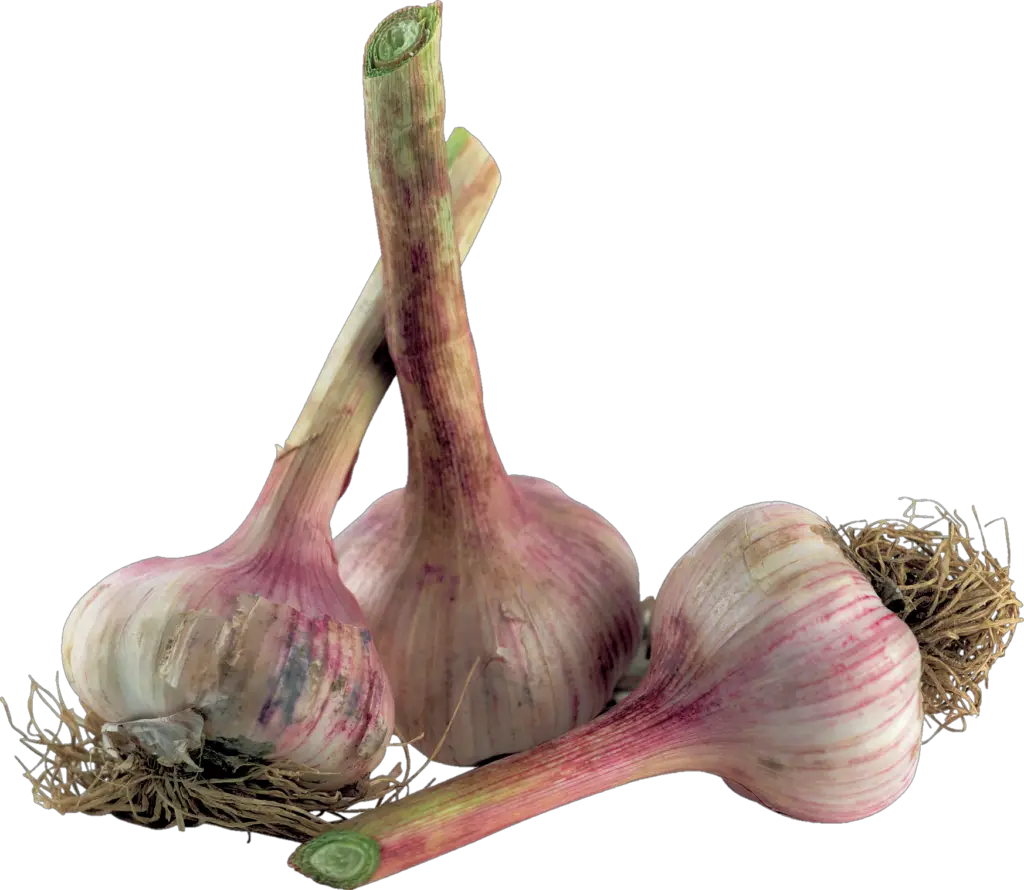 Garlic Vegetable Png