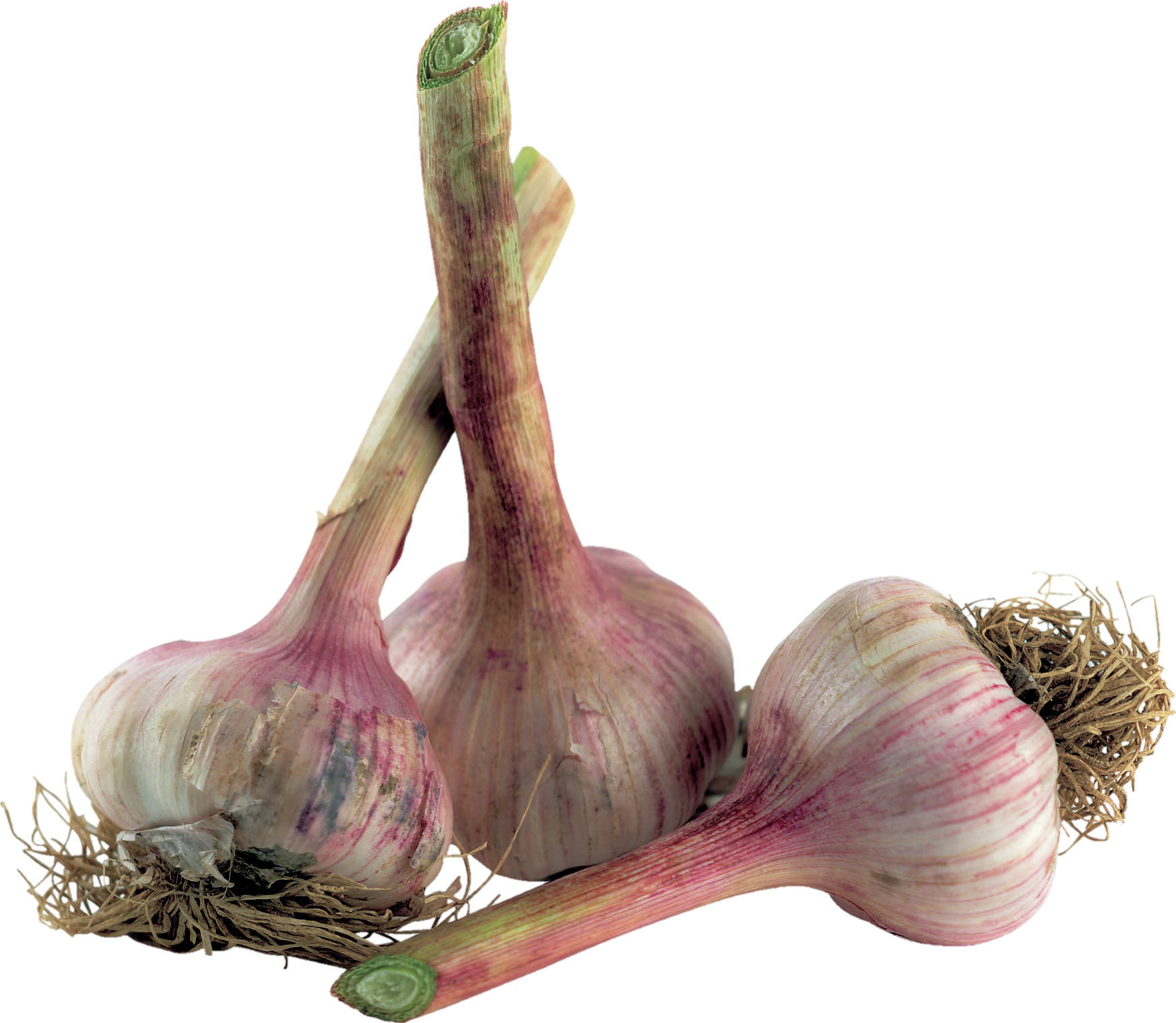 Garlic-7