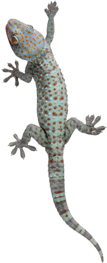 Gecko Png Transparent Image