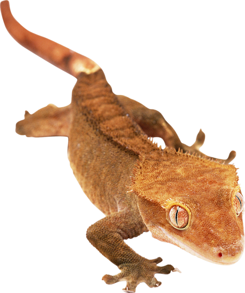 Crested Gecko Png