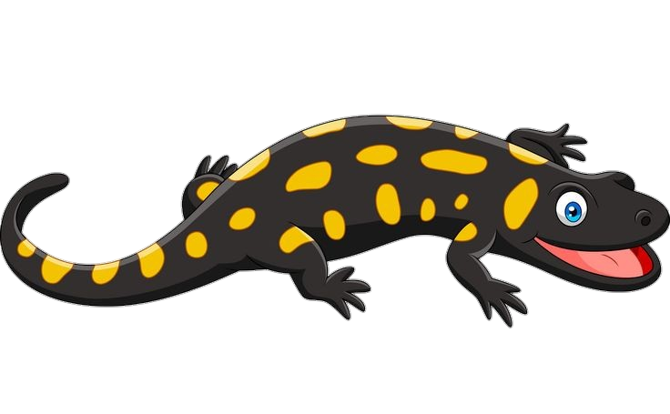 Animated Black Gecko Png