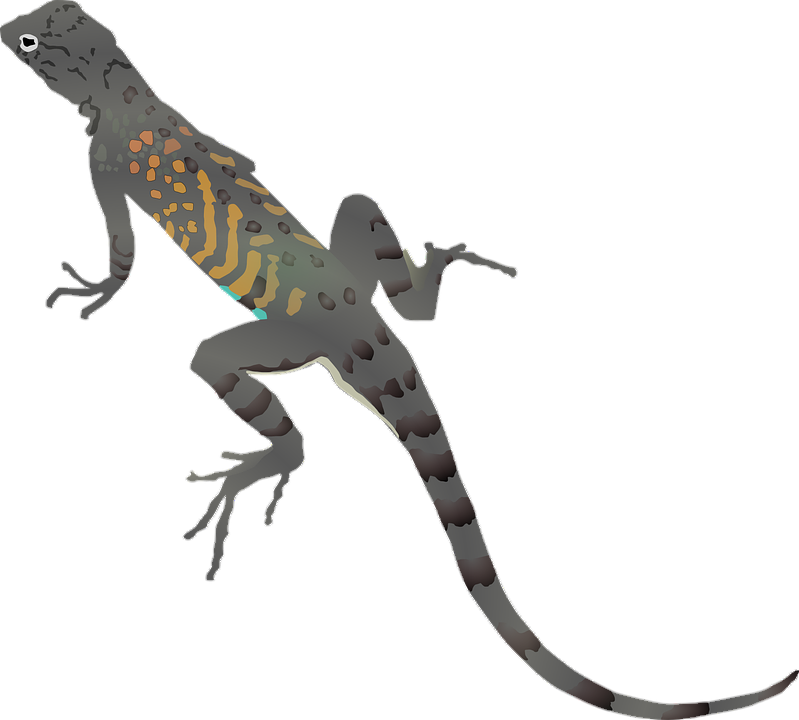 Gecko-5