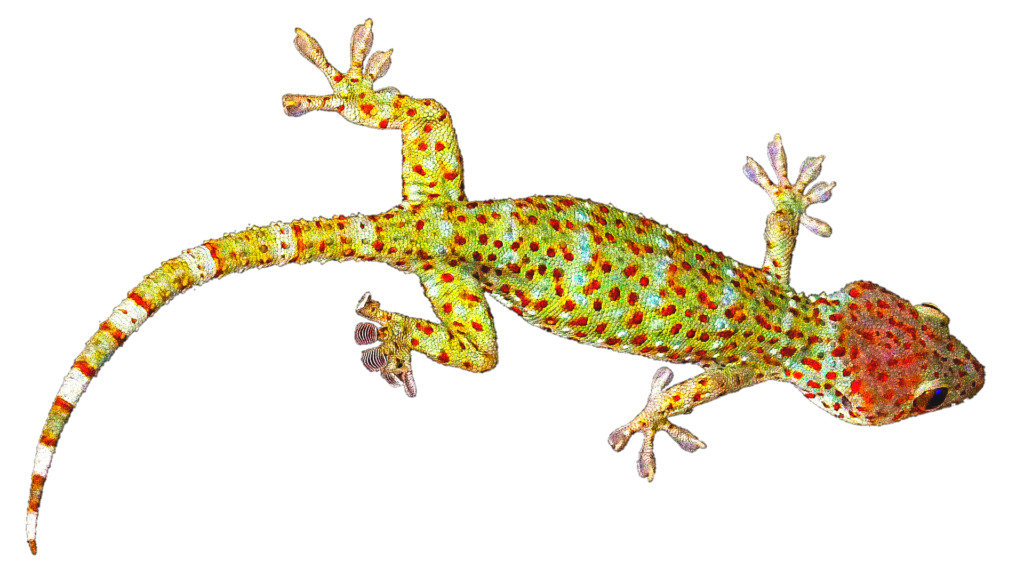 Tokay Gecko Png