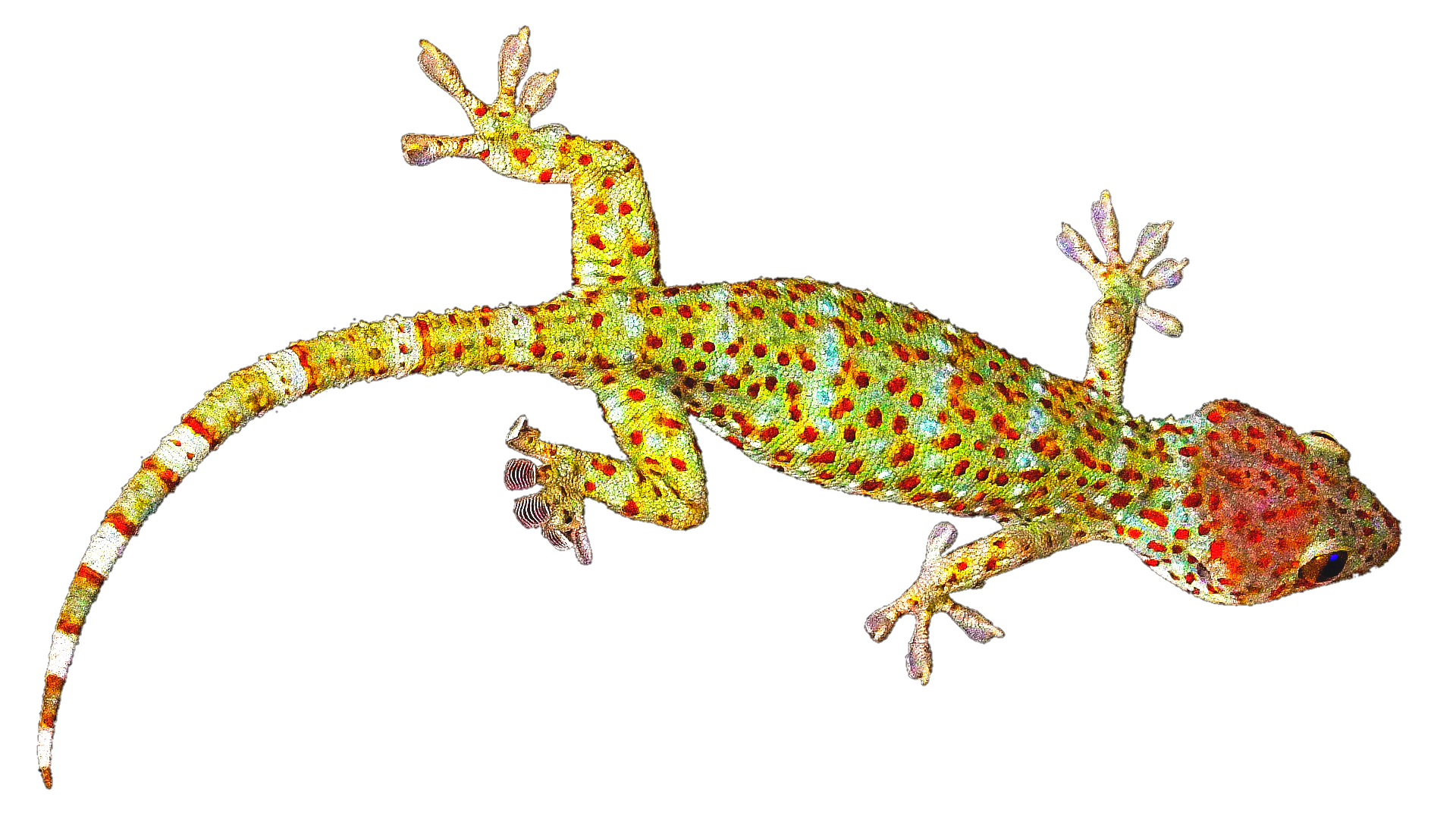 Gecko-6