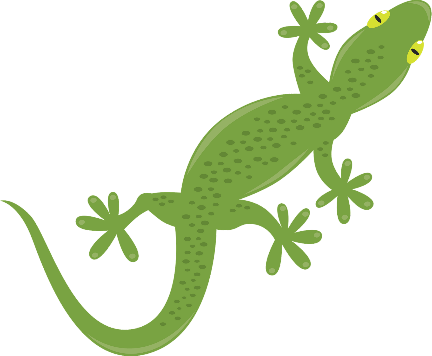 Gecko-7