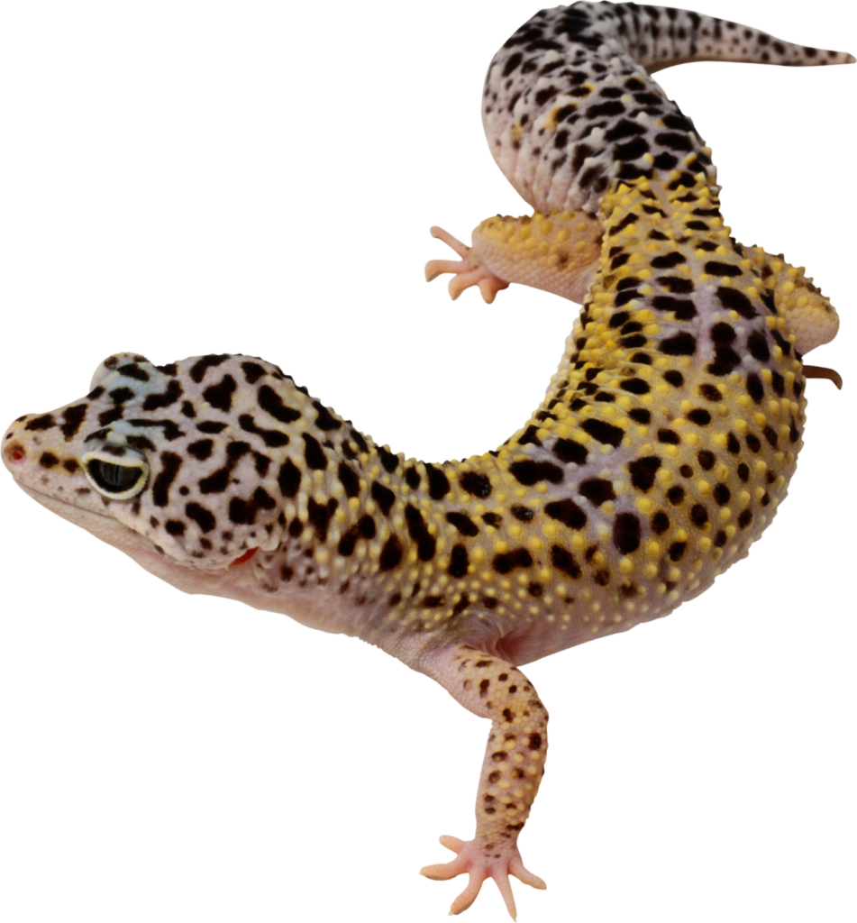 Gecko lepord Png