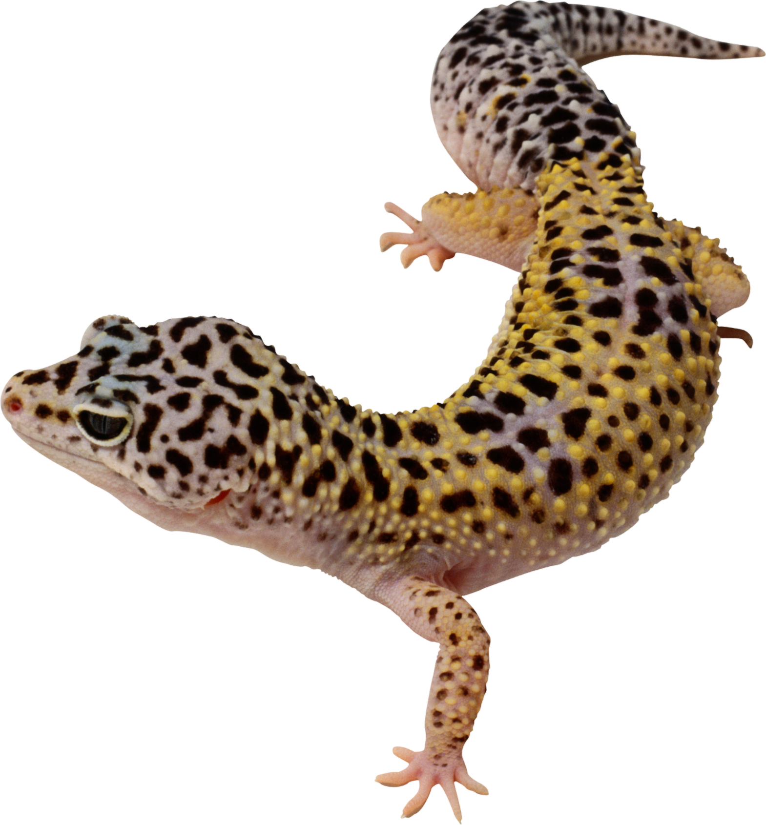 Gecko-8