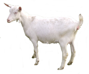 Goat-1