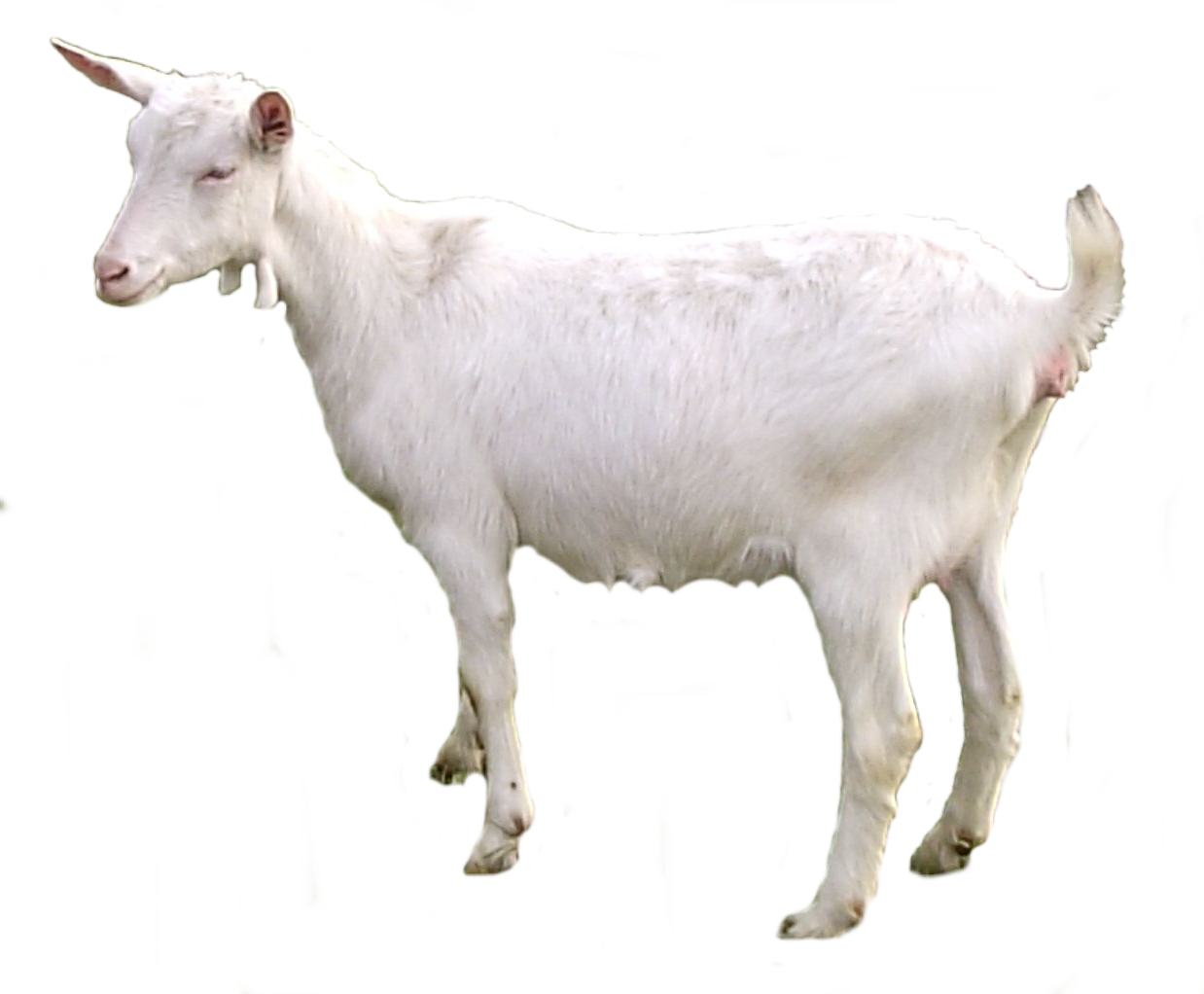 Goat-1