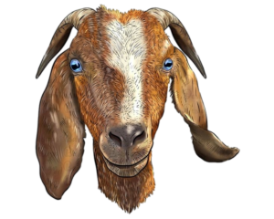 Goat-13