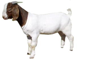 Goat-15