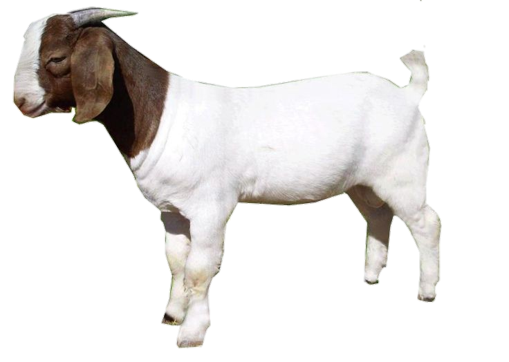 Bakra Goat Png