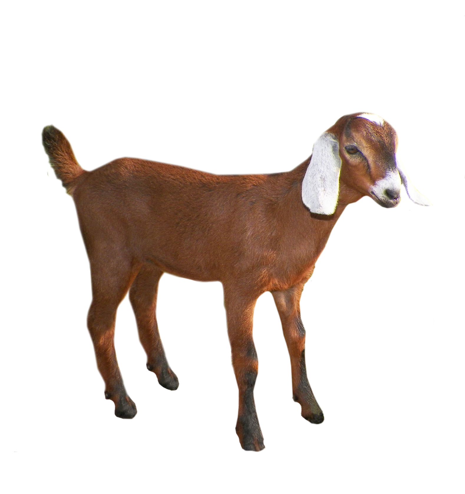 Goat-2