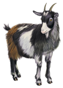 Goat-22