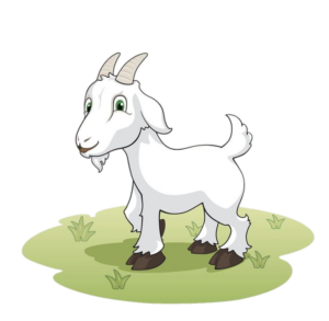 Goat-24