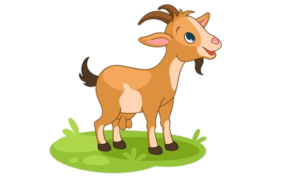 Goat-27