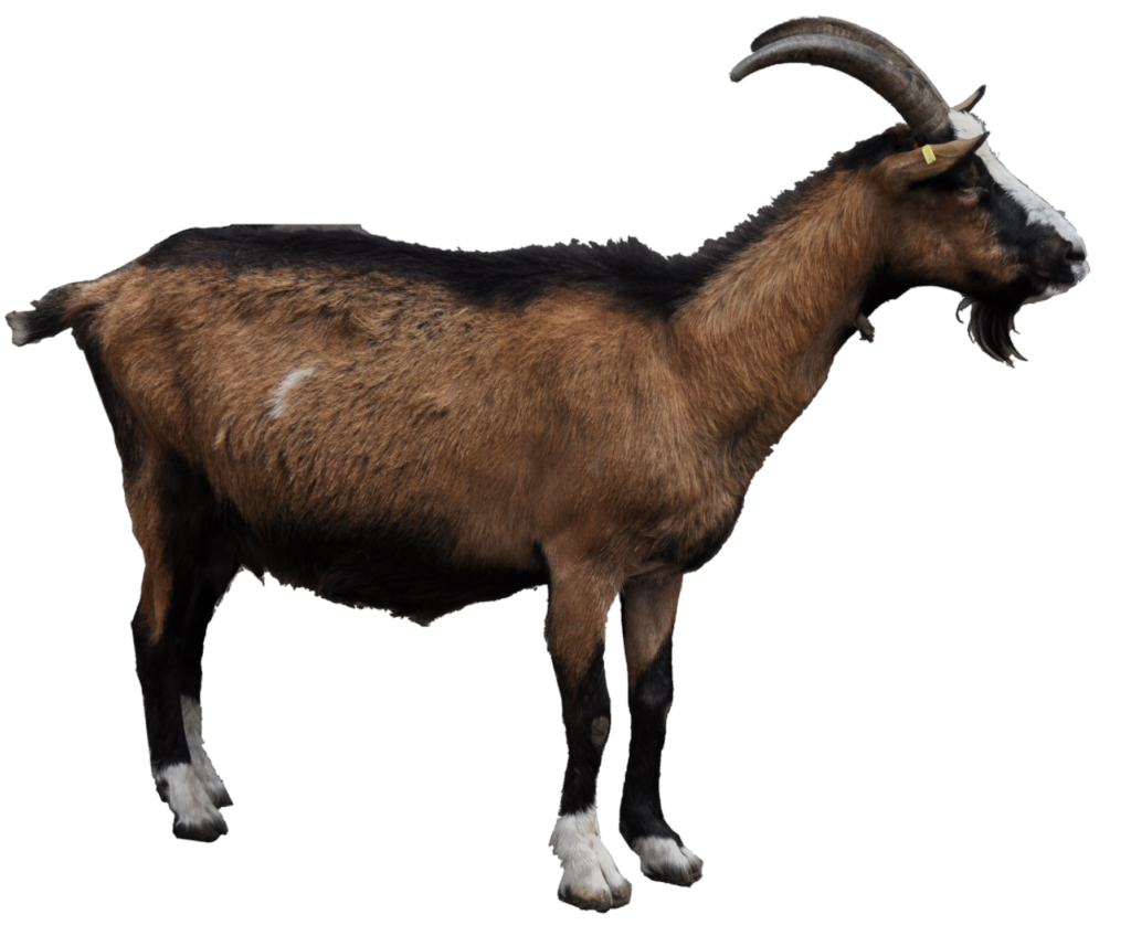Transparent Goat Png Image
