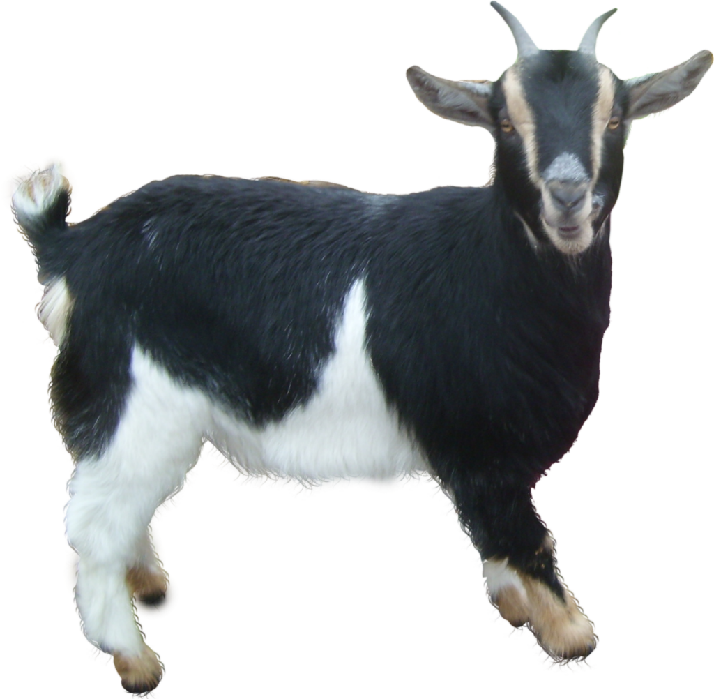 Small Goat Png