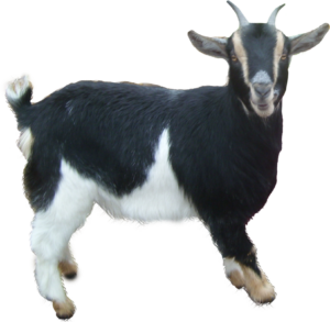Goat-5