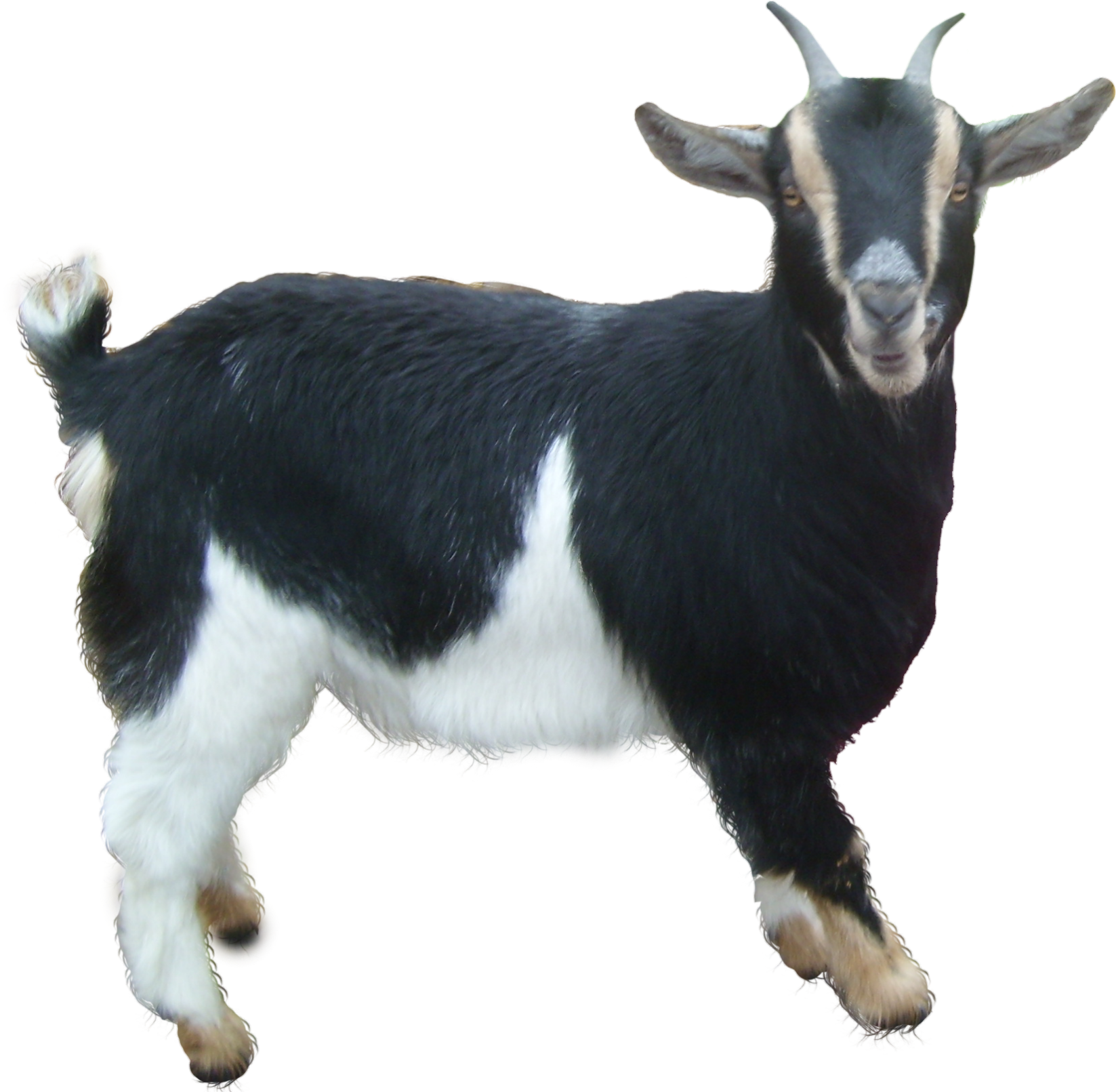 Goat-5