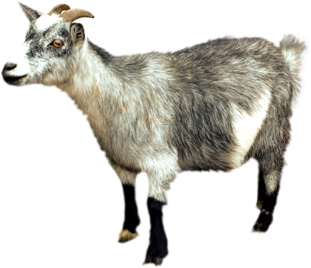 Transparent Goat Png