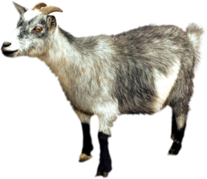Goat-7