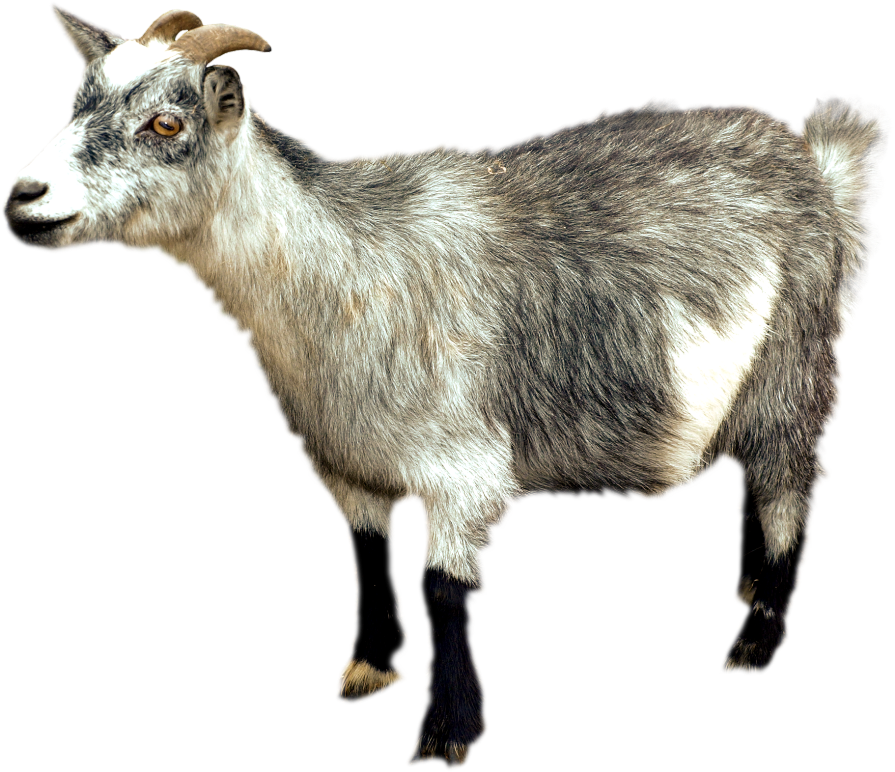 Goat-7