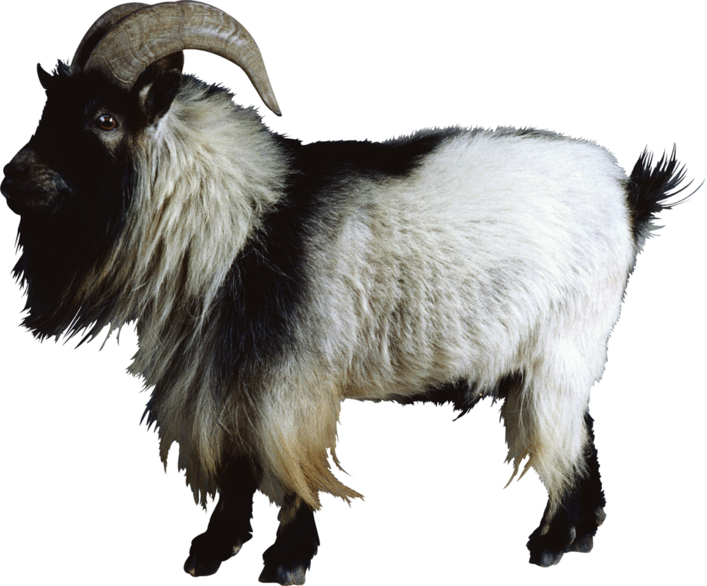 Boer Goat Png