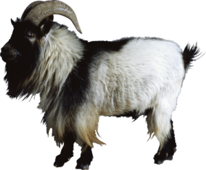 Goat-8