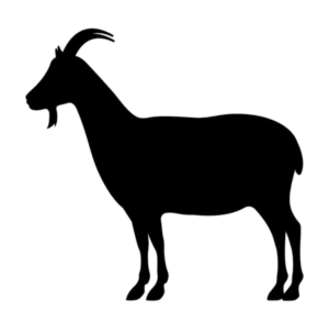 Goat-9