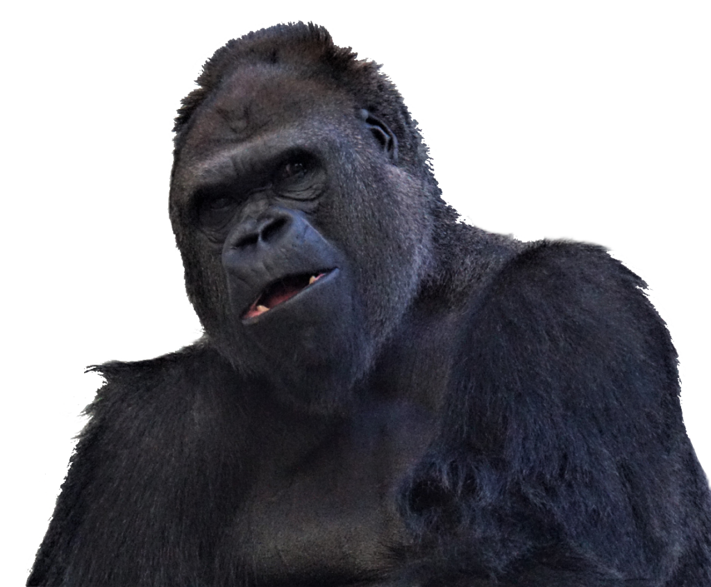 Gorilla Face PNG