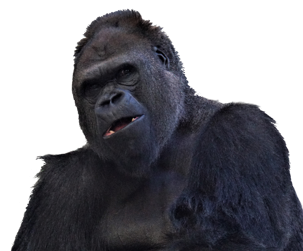 Gorilla PNG Images - Pngfre