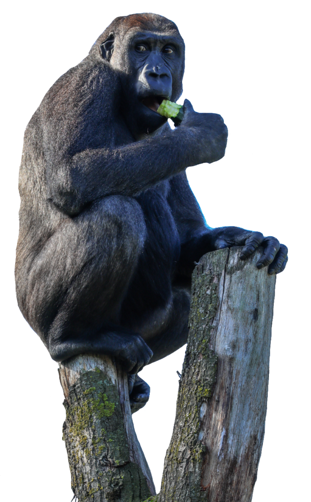 Gorilla Eating PNG