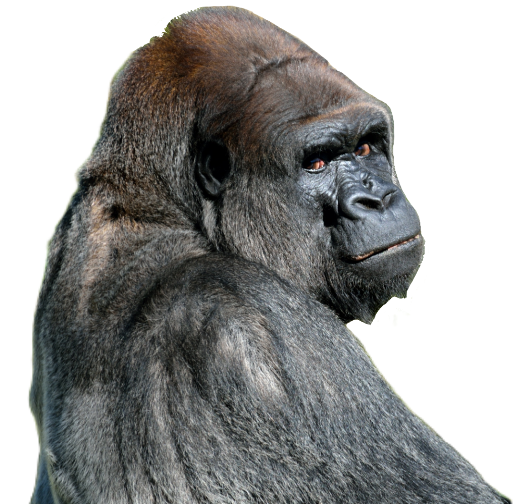  Transparent Gorilla PNG