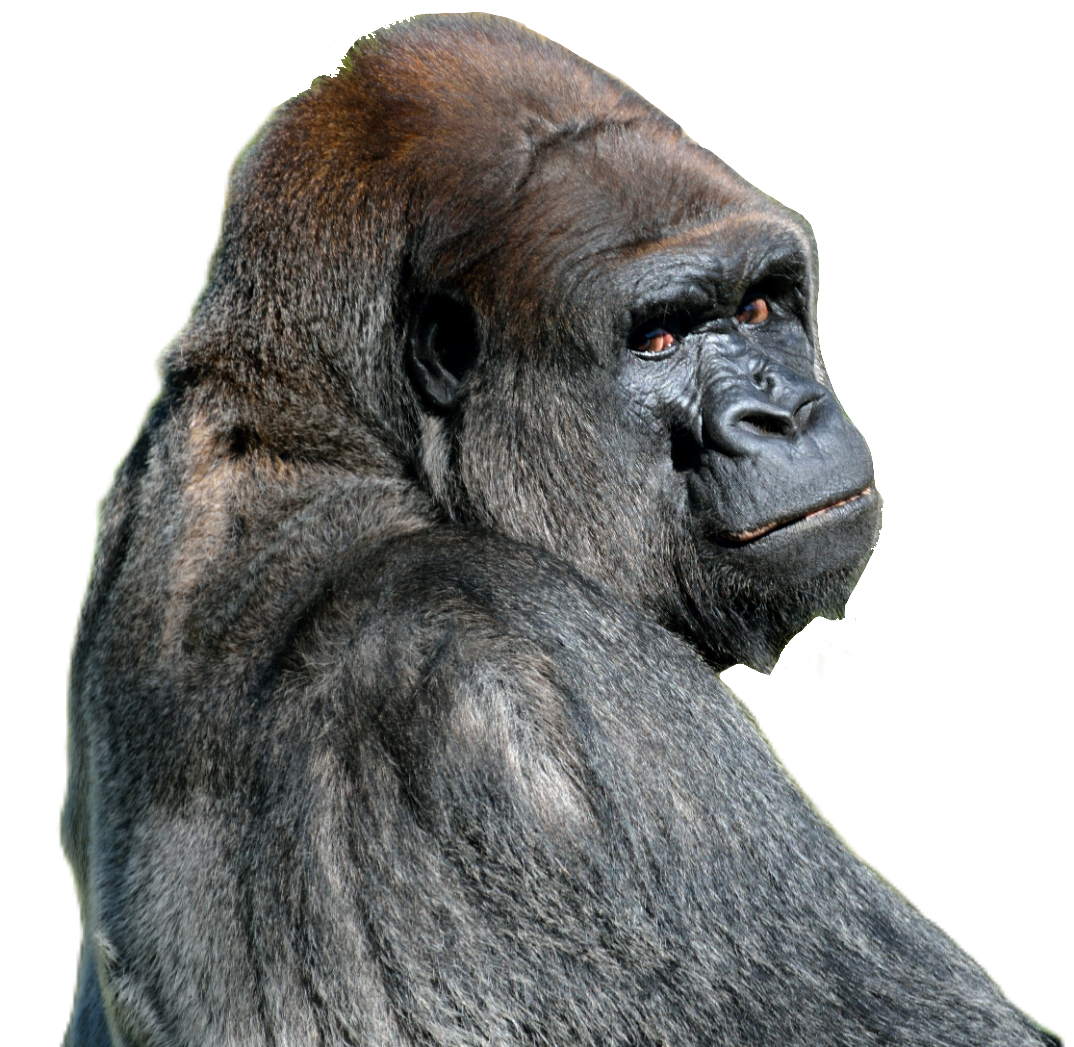 Gorilla PNG Images - Pngfre