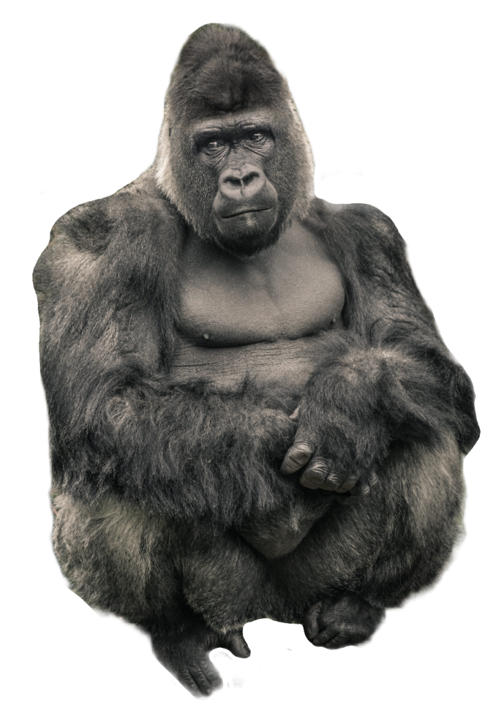 Gorilla Sitting PNG
